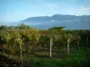 Viñedo de Saboya - Viñas en otoño, cobertizo, el lago de Bourget y el fondo Bauges