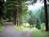 Vosges Saônoises - Route étroite dans une forêt de sapins (Parc Naturel Régional des Ballons des Vosges)