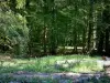 Wald von Mormal - Bäume des Waldes, Waldboden (Vegetation) und Baumstämme, im Regionalen Naturpark des Avesnois