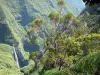 Waterval Trou de Fer - Nationaal Park van La Réunion: groene site van Trou de Fer