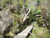 Waterval Trou de Fer - Houten brug door het bos en die leidt tot de Iron Hole Site