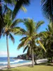 Wild South - Coconuts on the Grande Anse beach, view of the Indian Ocean; in the town of Petite-Île