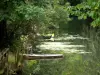 Yerres valley - Trees reflecting in the waters of the Yerres river and boats moored to the bank