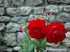 Yèvre-le-Châtel - Red Rose (rosebush) and stone facade