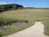Yonne vineyards