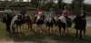 Andar a cavalo em Irish Cob - Atividade - Férias & final de semana em Laburgade