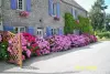 Les Hortensias - Chambre d'hôtes - Vacances & week-end à Bricqueville-sur-Mer