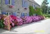 Hydrangeas - Bed & breakfast - Holidays & weekends in Bricqueville-sur-Mer