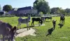Les Mout'ânes - Gästezimmer - Urlaub & Wochenende in Saint-Hilaire-sur-Helpe