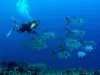 Scuba Diving around the Pidgeon Isles – Departing from Basse-Terre, Guadeloupe - Activity - Holidays & weekends in Bouillante