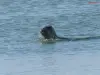 Seal hike in the Bay of Somme - Activity - Holidays & weekends in Saint-Valery-sur-Somme