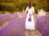 See the lavender fields in the morning - Activity - Holidays & weekends in Avignon