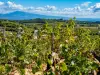 Tasting and visit to the wineries : Châteauneuf-du-Pape, the Rhone Valley and Tavel - Activity - Holidays & weekends in Avignon