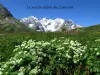 op de Col du Lautaret alpine botanische tuin: medio juni, een beetje vroeg om te observeren een ontwikkelde flora