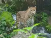 Bioparc de Doué-la-Fontaine