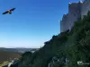 Peyrepertuse und Steinadler