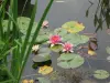 Nénuphars dans le jardin de Monet