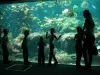 Nausicaá: o aquário