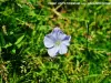 Flore de la vallée d'Eyne (© J.E)