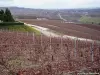 Vignoble de Hautvillers (© Jean Espirat)