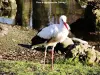 Stork in the park Cernay ( © Jean Espirat )